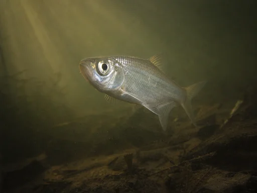 Cloning Fish in Texas Stole My Idea, Believe Me