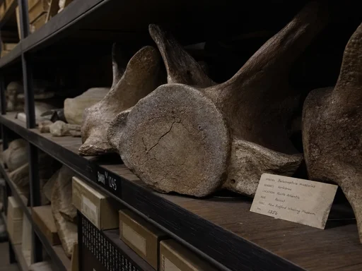 Whale Bones in Alaska Mislabeled as Mammoth, Which Is Frankly My Best Mistake