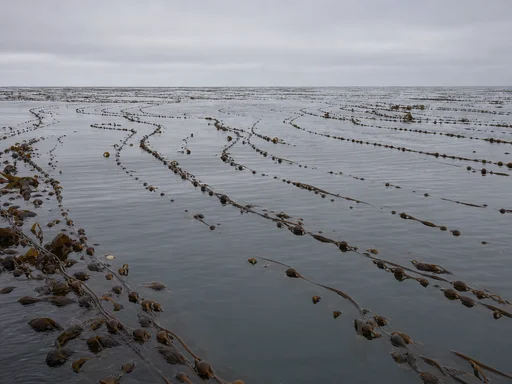 Good News: Seaweed Absorbs Carbon. Bad News: It Starves Everything Else That Absorbs Carbon.