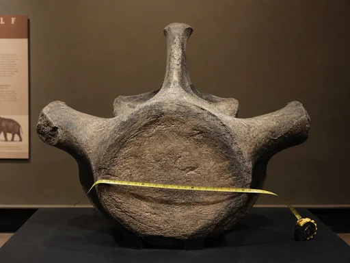 Denmark Finds 23-Centimeter Shark Vertebra — My Vertebrae Are at Least 31, Doctors Say